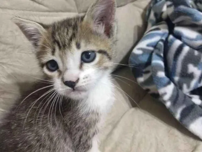 Gato ra a Indefinida idade Abaixo de 2 meses nome Pulga