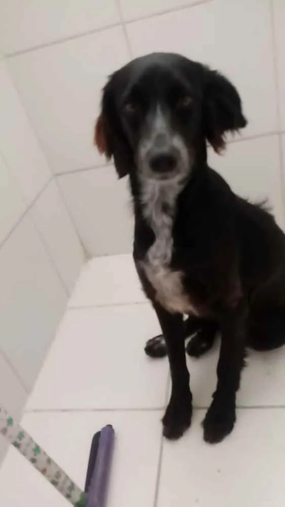 Cachorro ra a Vira Lt idade 1 ano nome Dora