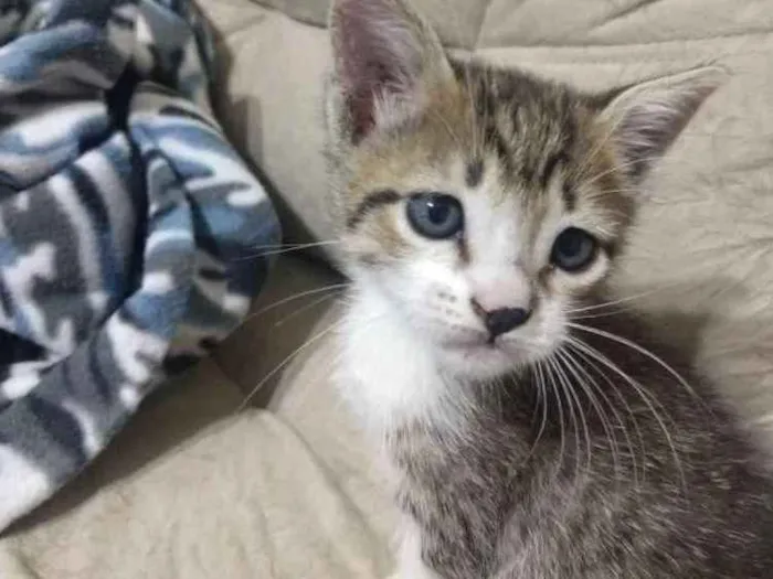 Gato ra a Indefinida idade Abaixo de 2 meses nome Pulga