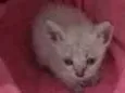 Aninha
