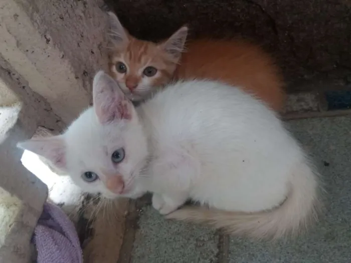 Gato raça SRD idade 2 a 6 meses nome Anjos