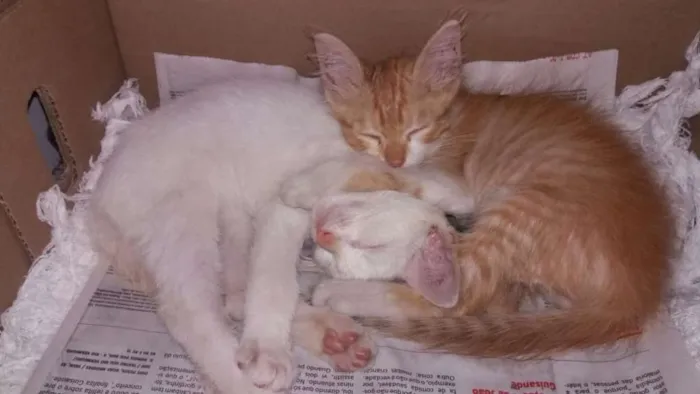 Gato raça SRD idade 2 a 6 meses nome Anjos