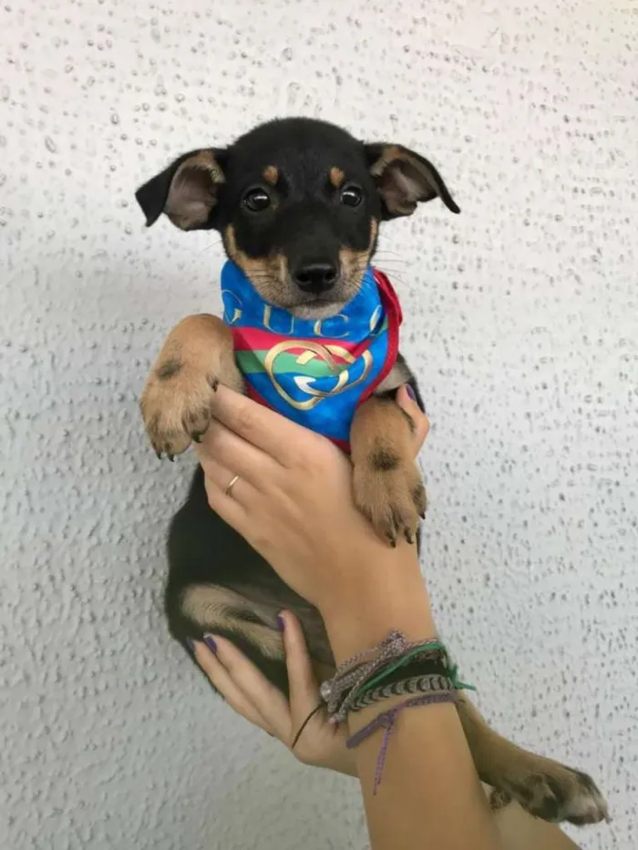 Cachorro ra a SRD idade 2 a 6 meses nome Zeus 