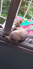 Safira