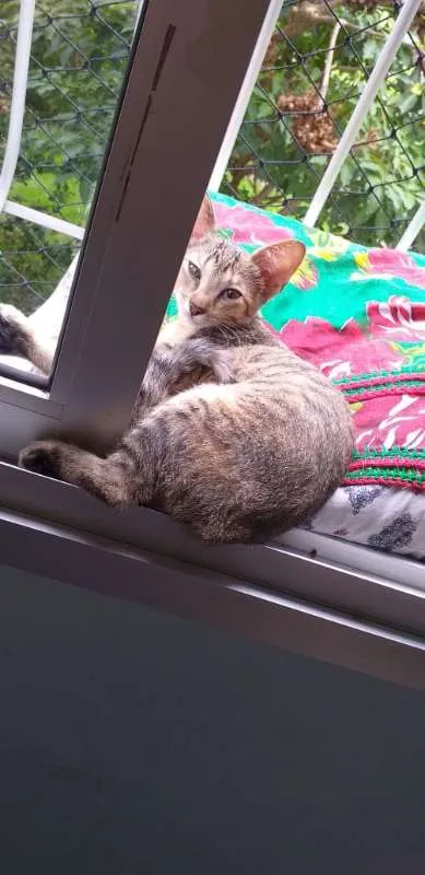 Gato raça SRD idade 2 a 6 meses nome Safira