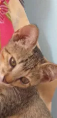 Safira