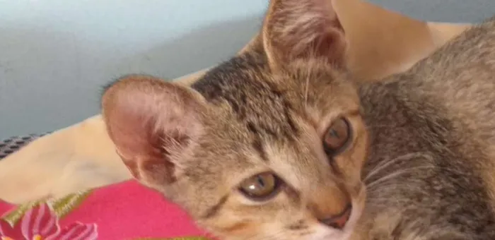 Gato raça SRD idade 2 a 6 meses nome Safira