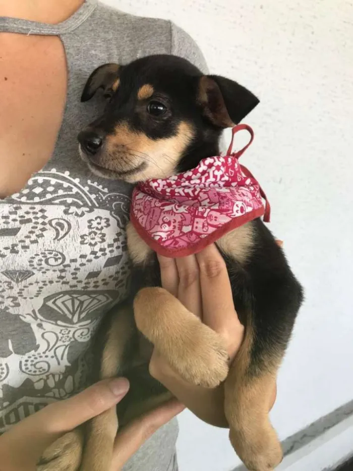 Cachorro ra a SRD idade 2 a 6 meses nome Mia Mel