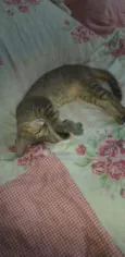 Safira