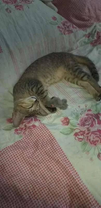 Gato raça SRD idade 2 a 6 meses nome Safira