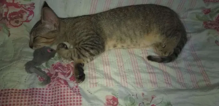 Gato raça SRD idade 2 a 6 meses nome Safira