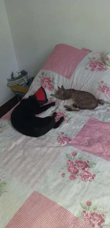 Gato raça SRD idade 2 a 6 meses nome Safira