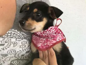 Cachorro raça SRD idade 2 a 6 meses nome Mia Mel