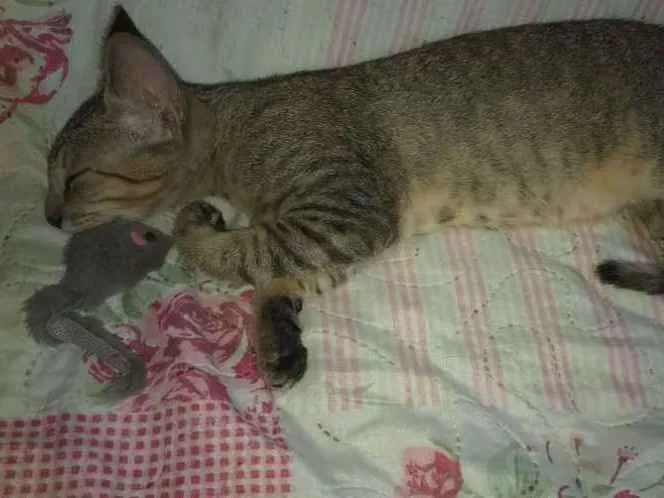 Gato raça SRD idade 2 a 6 meses nome Safira