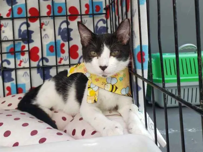 Gato ra a Srd idade 2 a 6 meses nome Mile