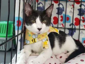 Gato raça Srd idade 2 a 6 meses nome Mile