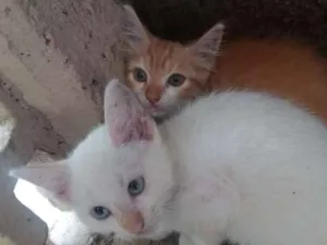 Gato raça SRD idade 2 a 6 meses nome Anjos