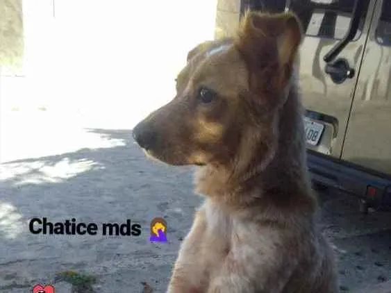 Cachorro ra a SRD idade 1 ano nome Malu