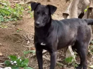 Cachorro raça SRD idade 3 anos nome Negão