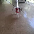 Princesa