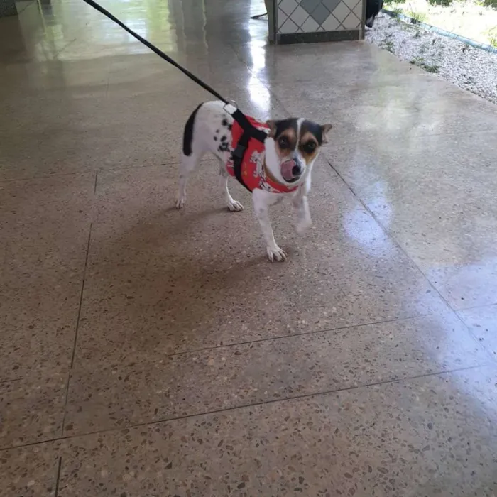 Cachorro ra a Indefinida idade 1 ano nome Princesa