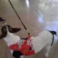 Princesa