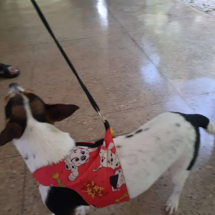 Cachorro ra a Indefinida idade 1 ano nome Princesa