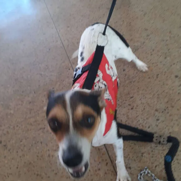 Cachorro ra a Indefinida idade 1 ano nome Princesa