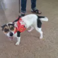 Princesa