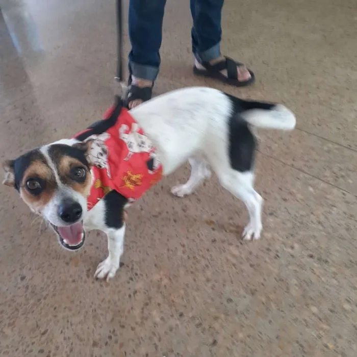 Cachorro ra a Indefinida idade 1 ano nome Princesa