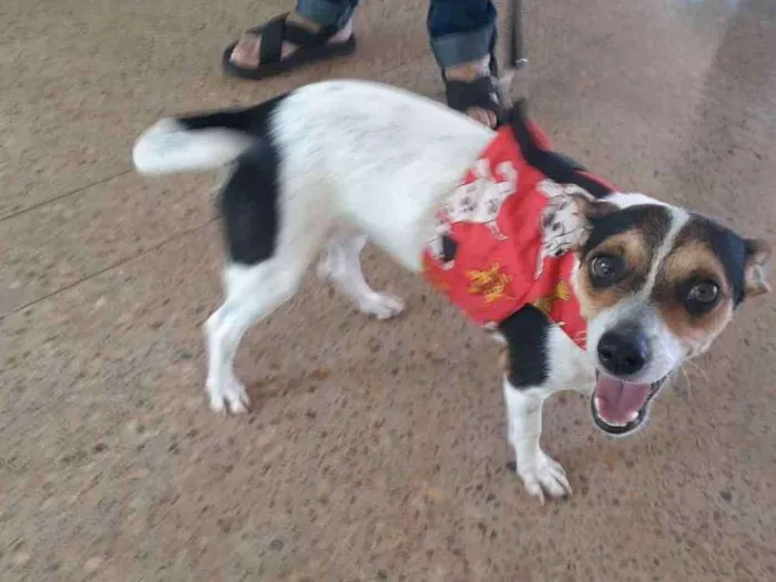 Cachorro ra a Indefinida idade 1 ano nome Princesa