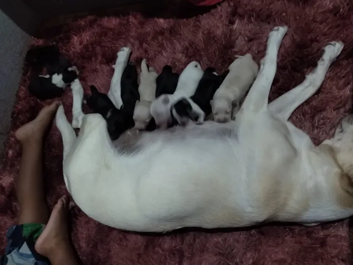 Cachorro ra a Vira lata idade Abaixo de 2 meses nome Sem nomes 