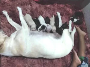 Cachorro raça Vira lata idade Abaixo de 2 meses nome Sem nomes 
