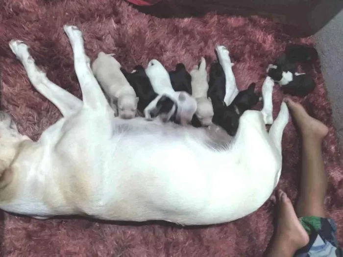 Cachorro ra a Vira lata idade Abaixo de 2 meses nome Sem nomes 