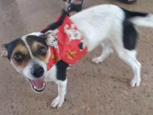 Cachorro raça Indefinida idade 1 ano nome Princesa