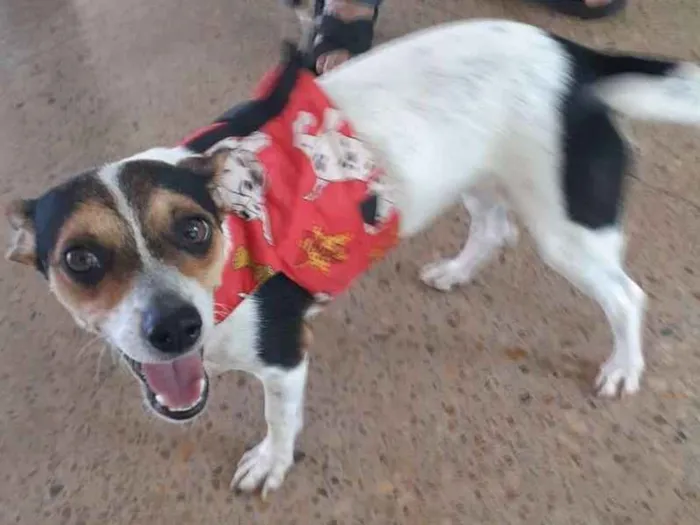 Cachorro ra a Indefinida idade 1 ano nome Princesa