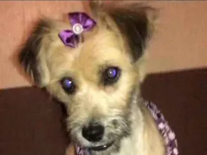 Cachorro raça rsd idade 7 a 11 meses nome Pitu