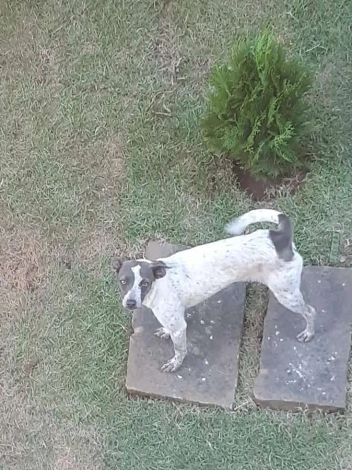 Cachorro raça SRD idade 2 anos nome Vários