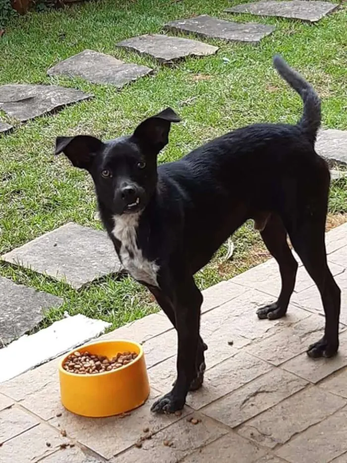 Cachorro raça SRD idade 2 anos nome Vários