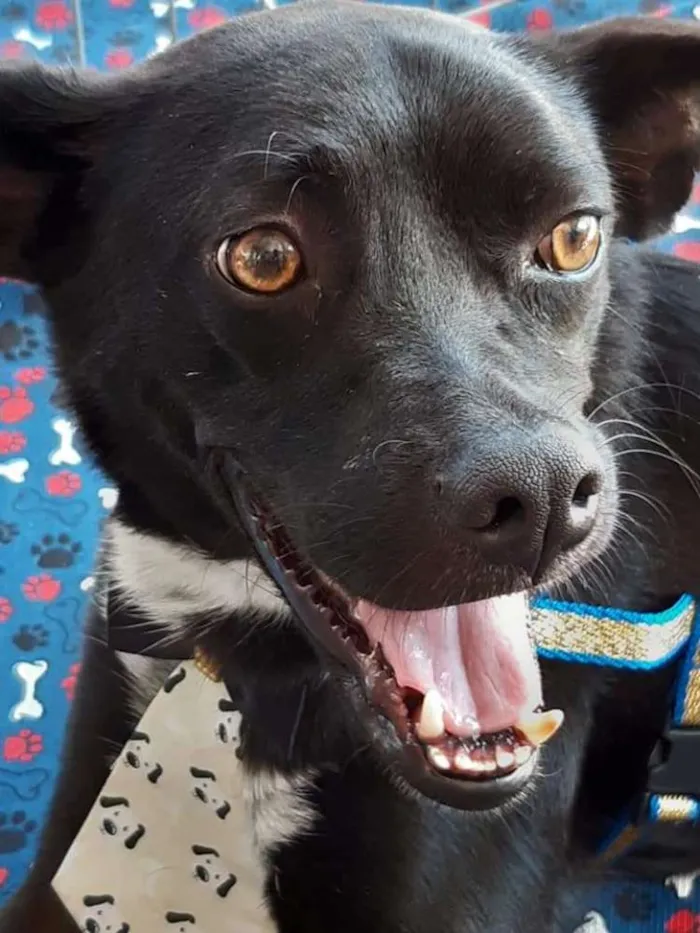Cachorro raça SRD idade 2 anos nome Vários