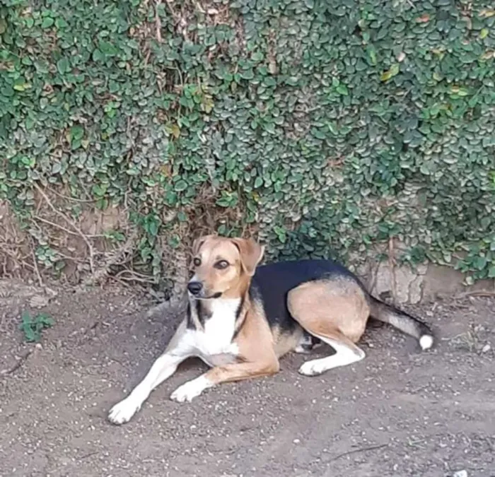 Cachorro raça SRD idade 2 anos nome Vários