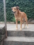 Vários