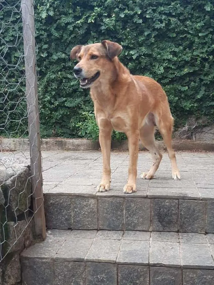 Cachorro raça SRD idade 2 anos nome Vários