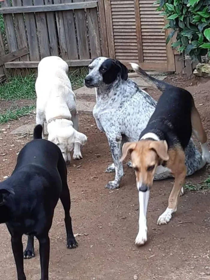 Cachorro raça SRD idade 2 anos nome Vários