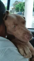 Caramelo
