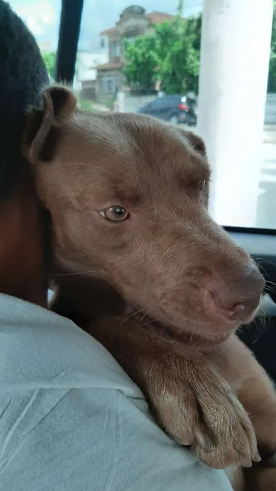 Cachorro ra a Vira lata idade 1 ano nome Caramelo