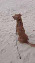 Caramelo