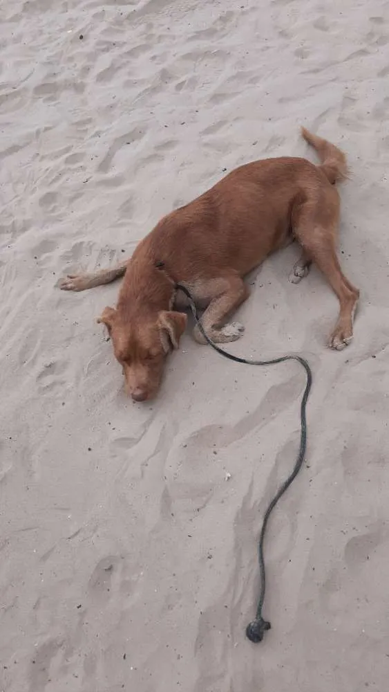 Cachorro ra a Vira lata idade 1 ano nome Caramelo