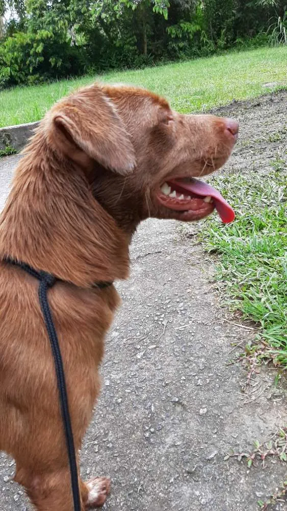 Cachorro ra a Vira lata idade 1 ano nome Caramelo