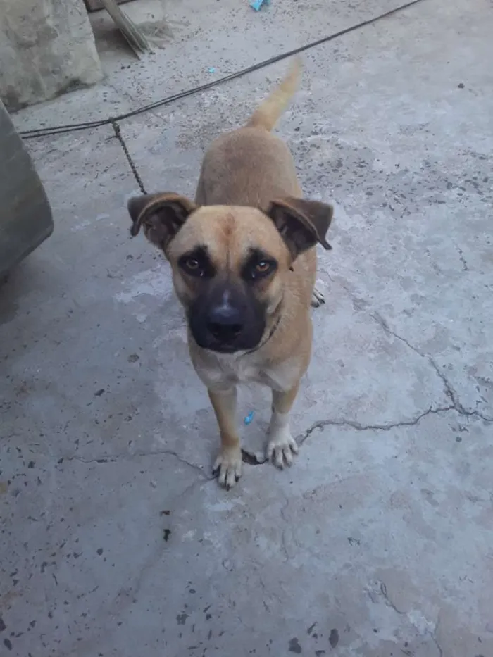 Cachorro ra a Vira lata idade 1 ano nome Ainda não tem 